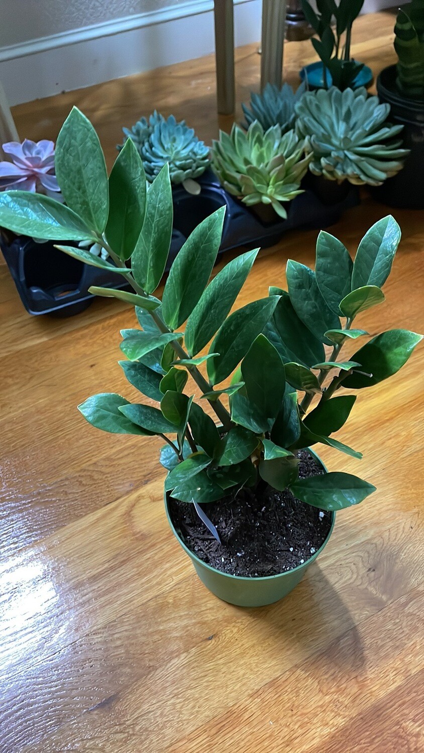 Zamifolia Zamiculus 6 in pot