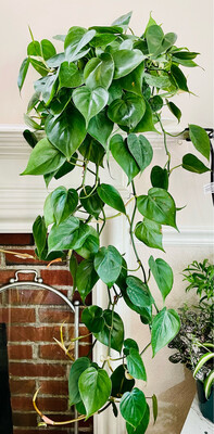 Epiremnum, Pothos 6 in pot
