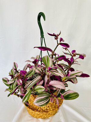Transdencia, 8 in hanging pot