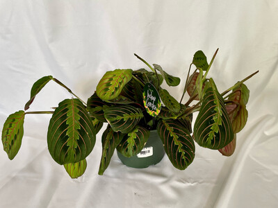 Maranta, Prayer Plant 8in Hanger