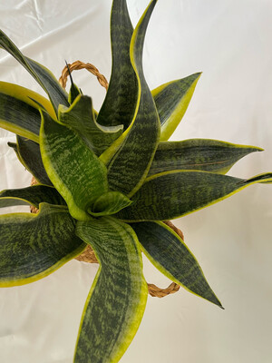 Sanseviera-snake Plant 6 In Pot