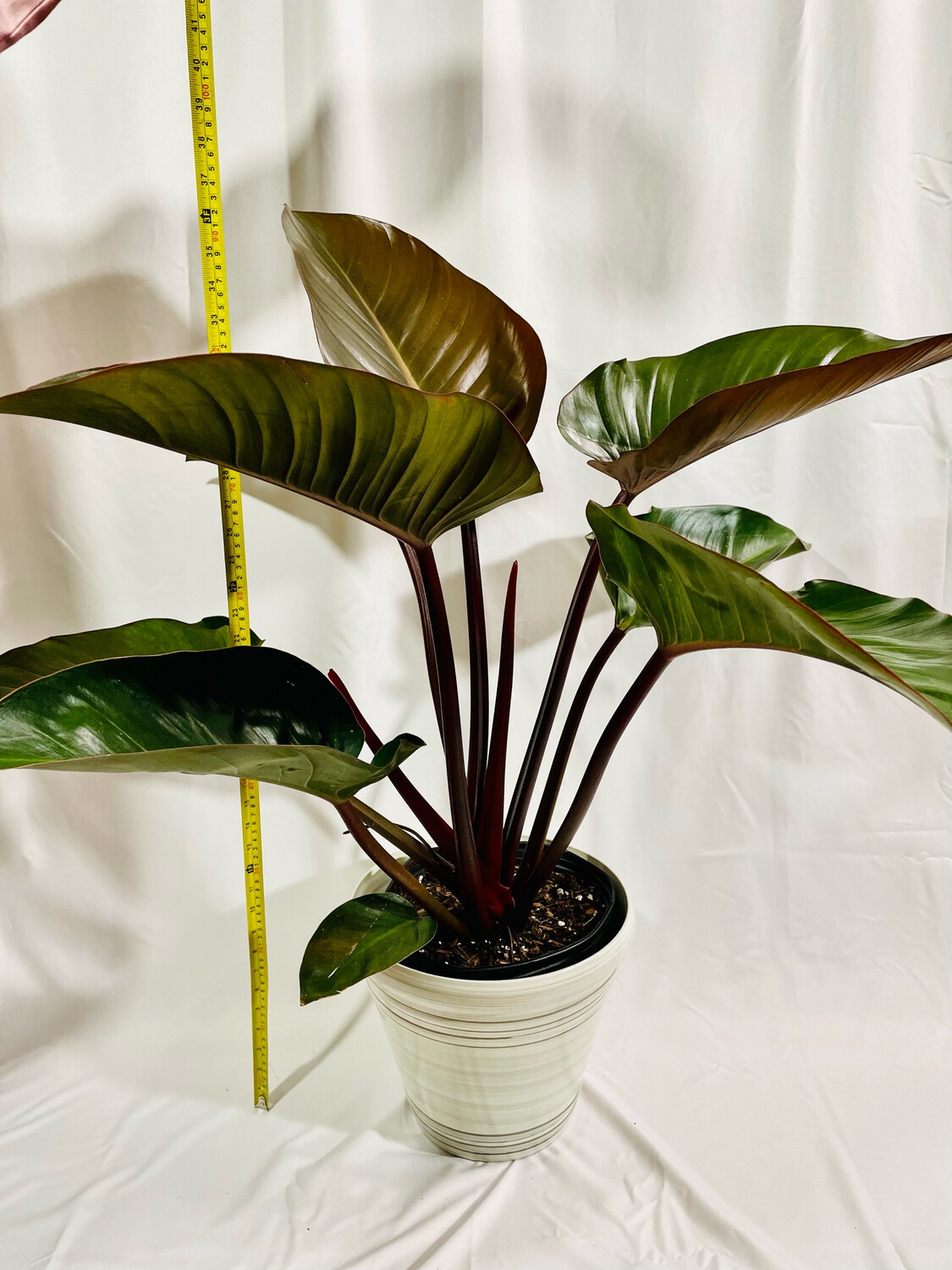 Philodendron Rojo Congo 10 In Pot