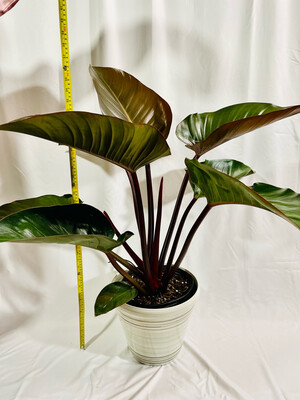 Philodendron Rojo Congo 10 In Pot