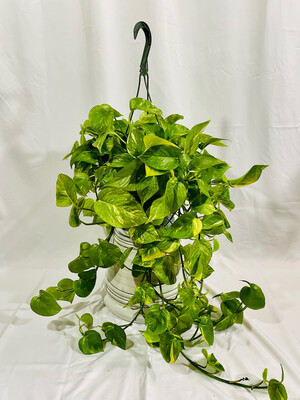 Golden Pothos 8 In Hanging Basket