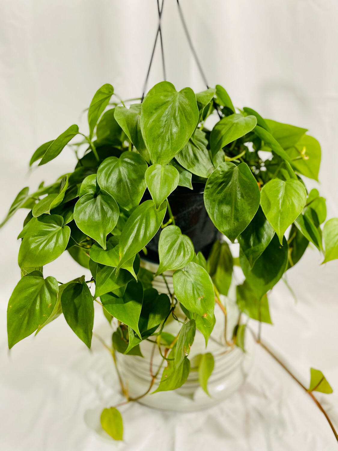 Philodendron Cordatum Heart Leaf 8 In Hanger