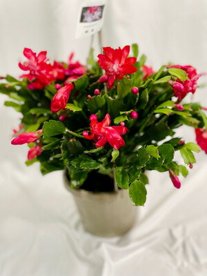Schlumbergera truncata 8 In Hanging Pot