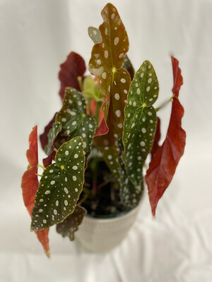 Begonia Maculata