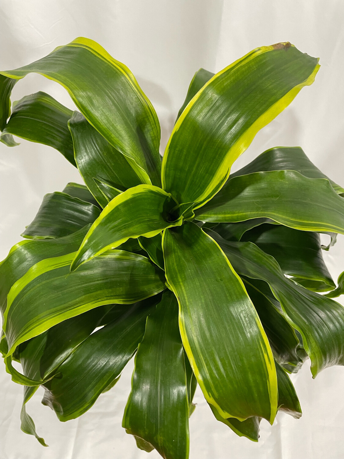 Dracaena 6 In Pot