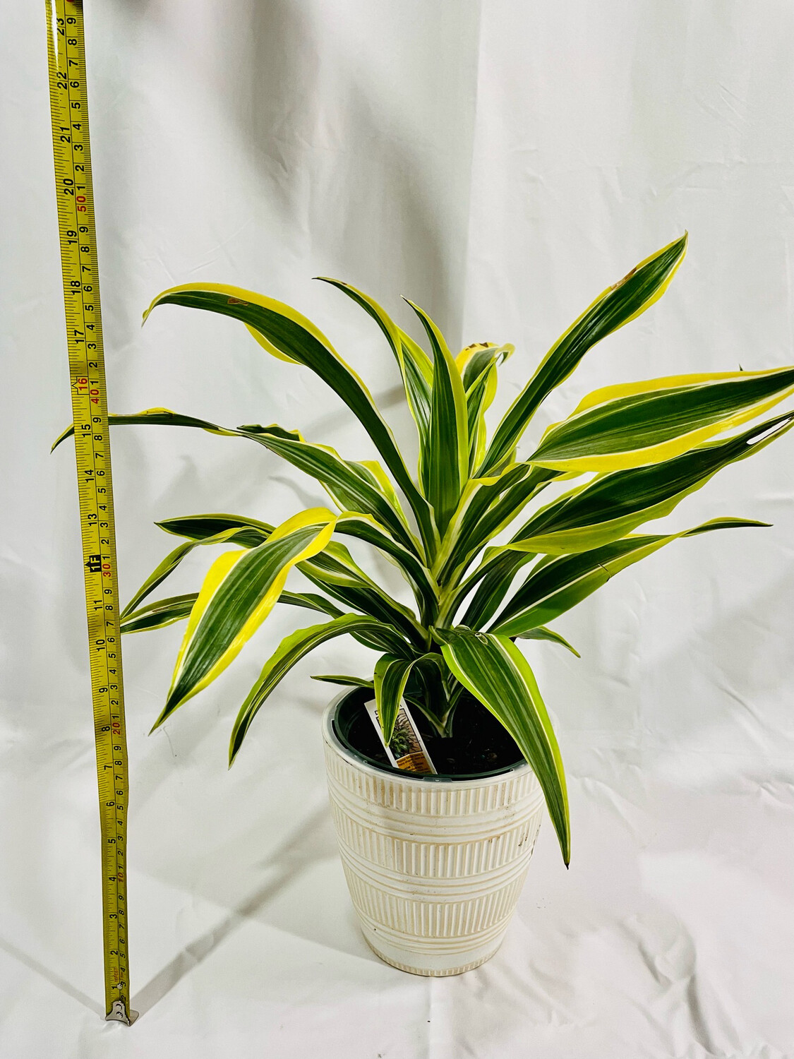Dracaena Lemon Lime 6 In Pot