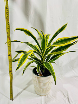Dracaena Lemon Lime 6 In Pot