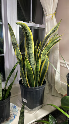 Sanseviera Variegated 10in Pot