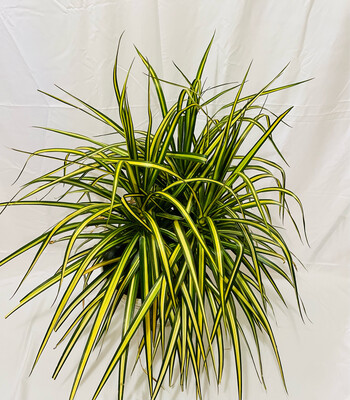 Dracaena Marginata-Ray of Sunshine-7 Gallon Pot