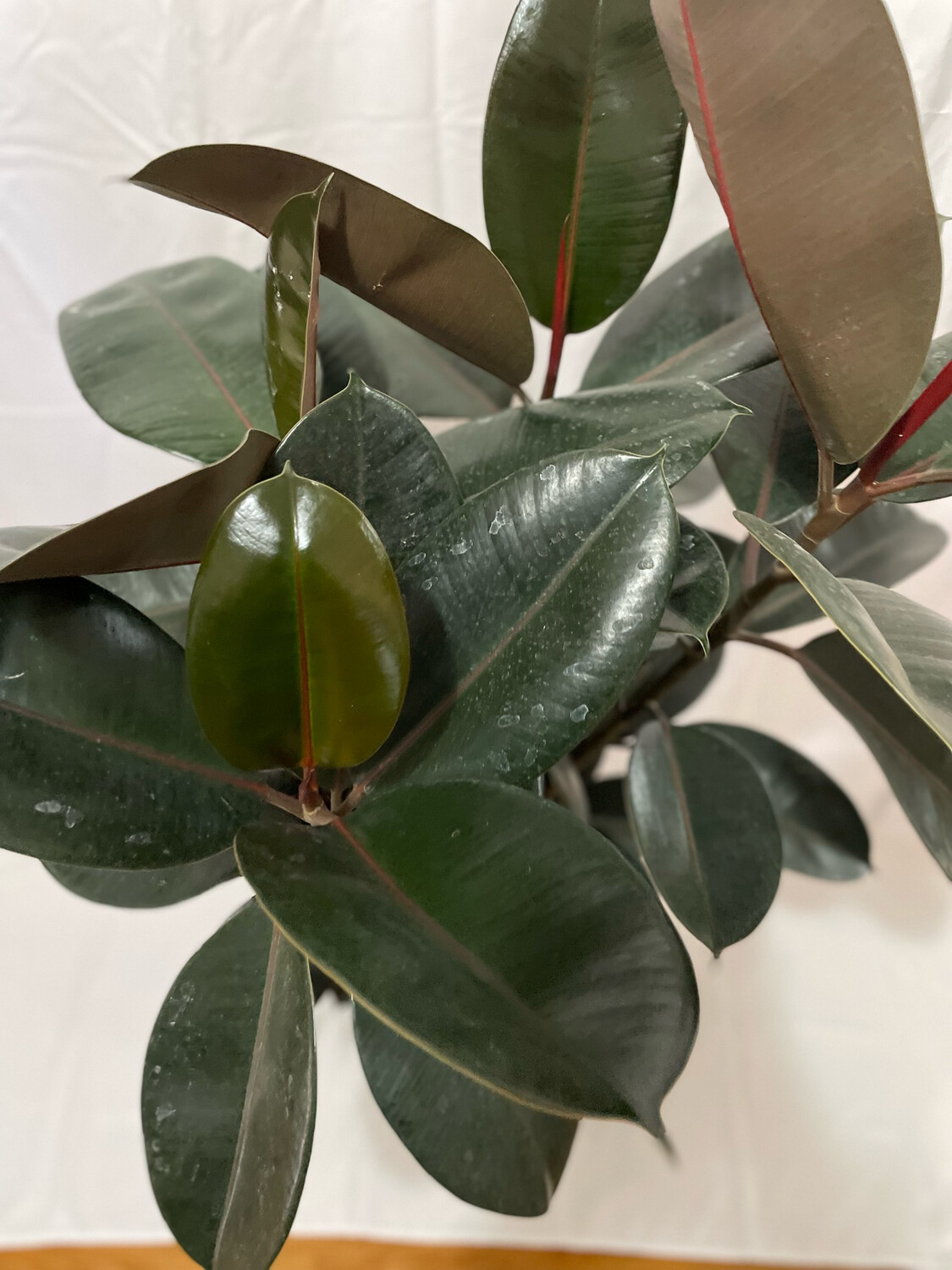Ficus Elastica-Burgundy-Rubber Tree- 12in pot