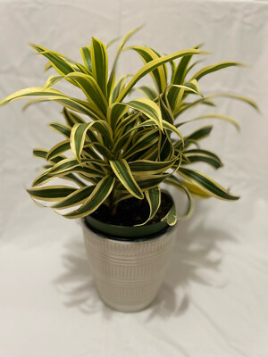 Dracaena Lemon Lime 6 In Pot