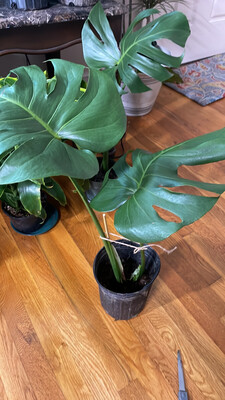 Monstera Delisiosa 6 In Pot
