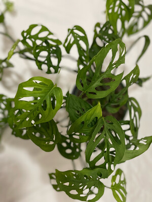 Monstera Adasonii 6in Pot