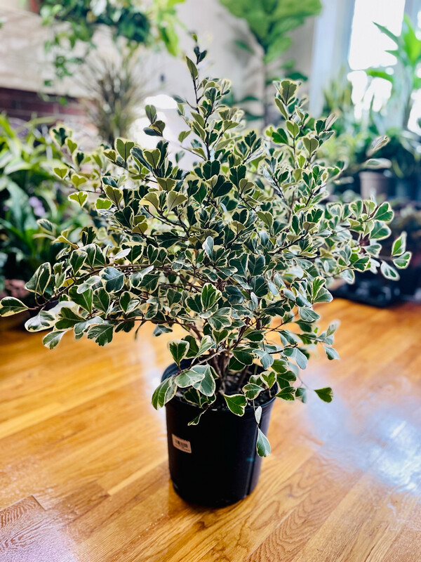 Ficus Triangularis 10 In Pot