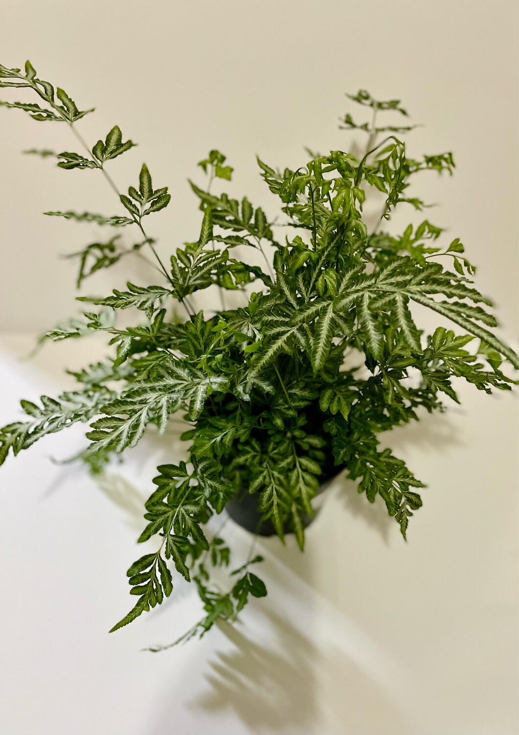 Fern, Pteris 6 In Pot