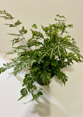 Fern, Pteris 6 In Pot