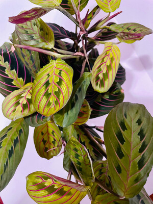Maranta , Prayer Plant 6 In Pot
