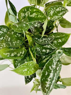 Scindapsis Silver Satin 6 In Pot