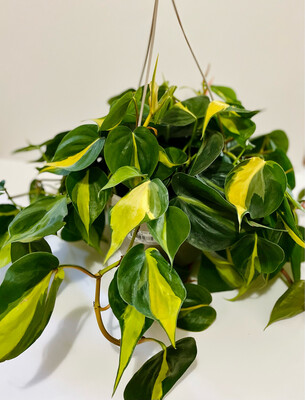 Philodendron Brasil 8 In Pot