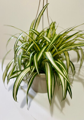 Spider Plant 8 In Hanging Basket