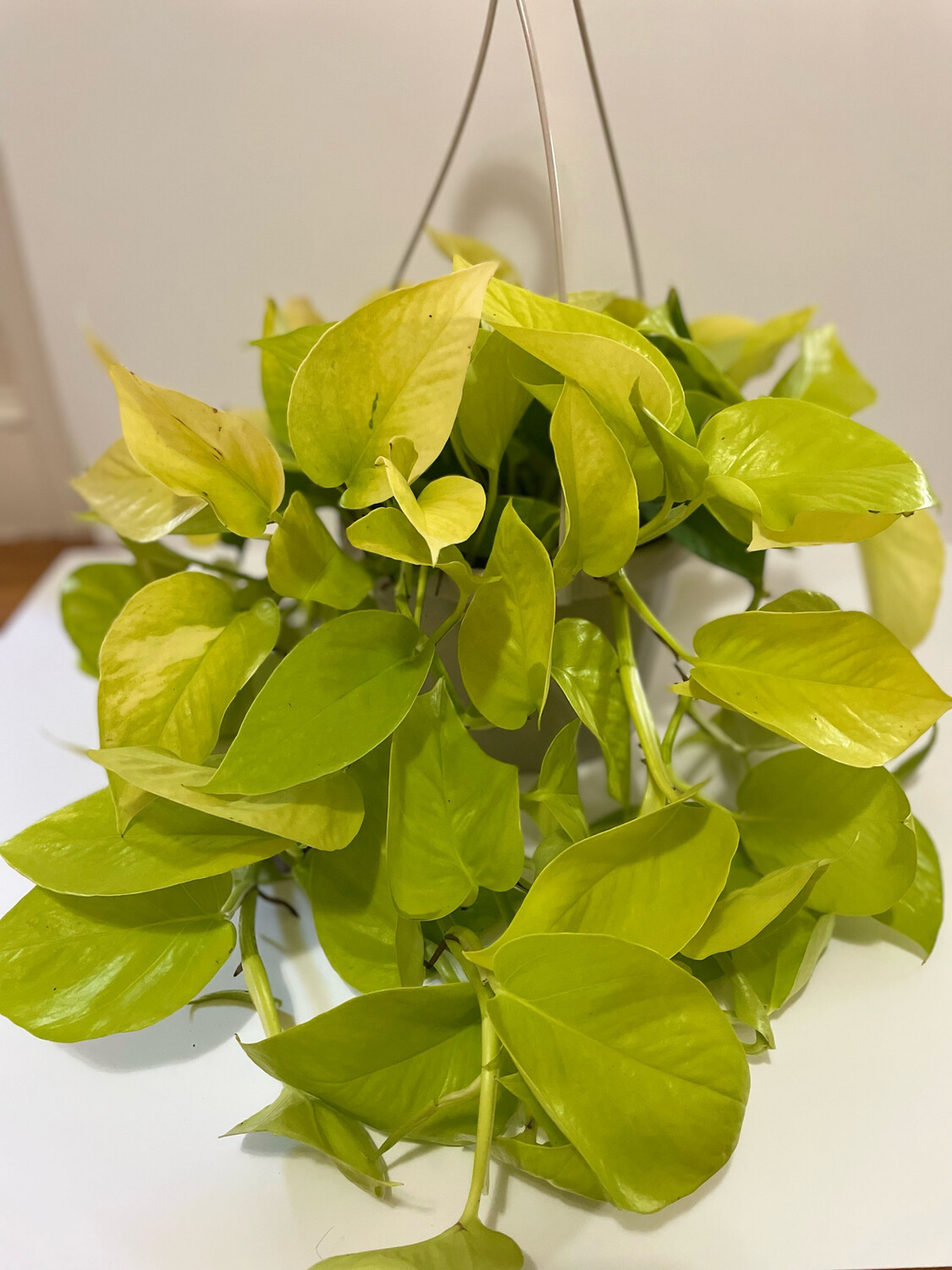 Neon Pothos Epiremnum 6 In Pot