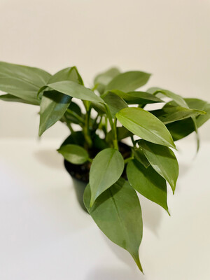 Philodendron Silver Sword 6in Pot