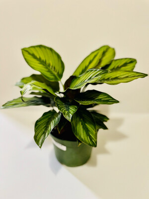 Calathea Ornata Beauty Star 6 In Pot