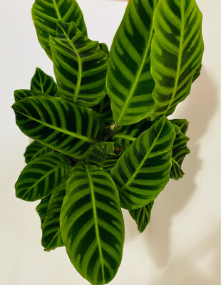 Calathea Zebrina 6 In Pot