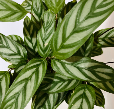 Calathea Exotica 6 In Pot