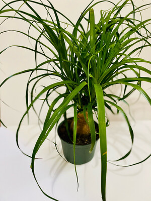 Ponytail Palm, Beaucarnea Recurvata 6in Pot