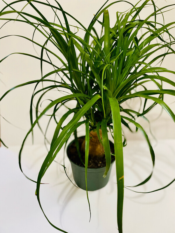 Ponytail Palm, Beaucarnea Recurvata 6 In Pot