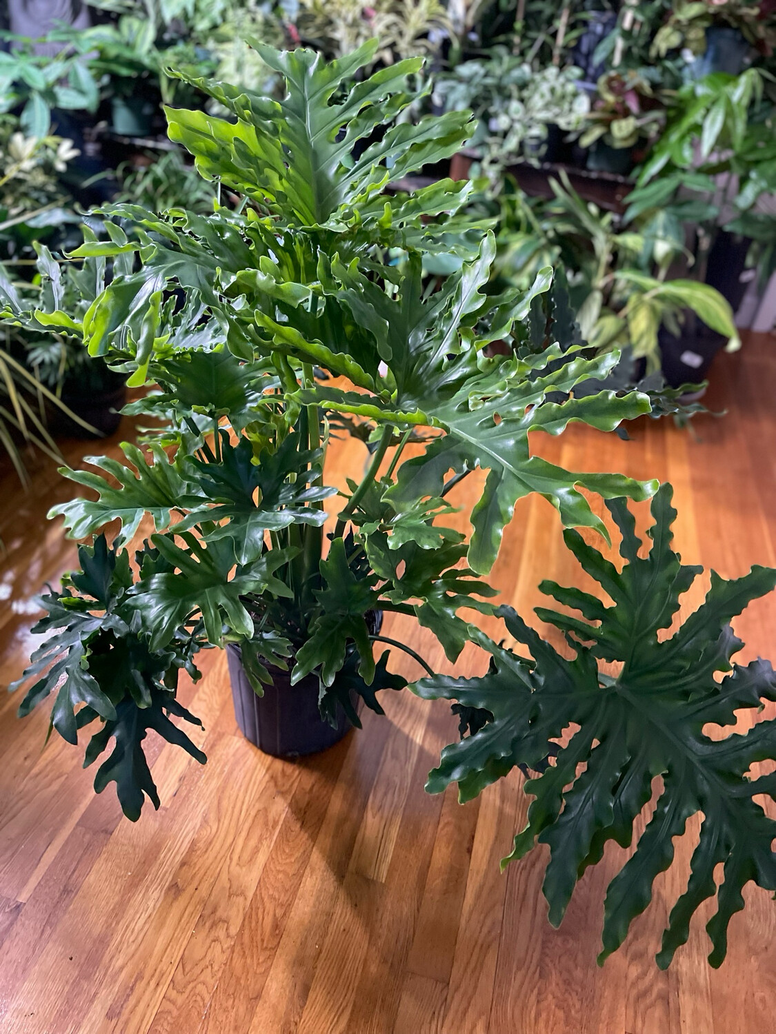 Philodendron Hope 10in Pot