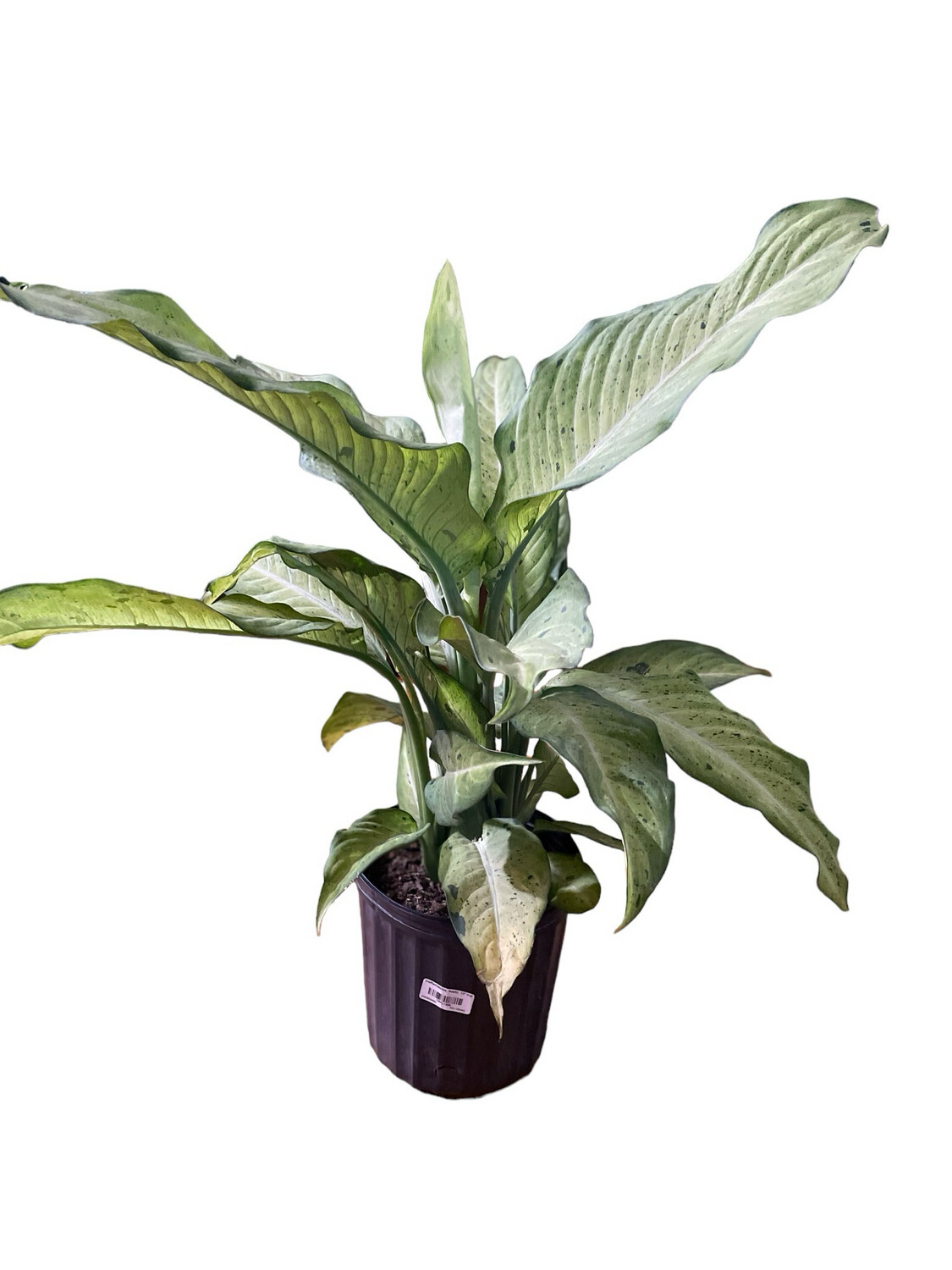 Dieffenbachia Variegated 10 In Pot