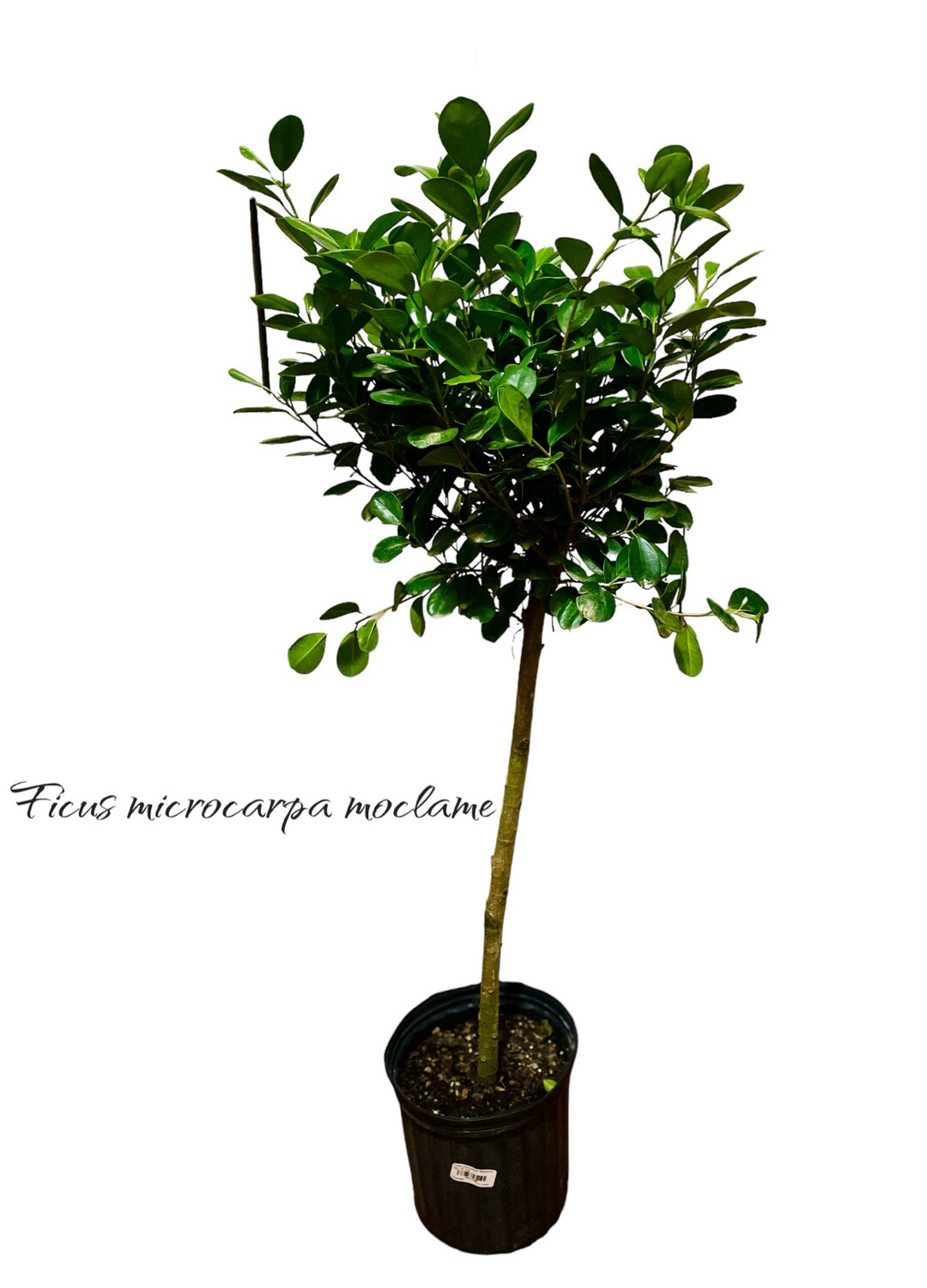 Ficus Microcarpa Moclame 10 In Pot, 3-4 Ft Tall