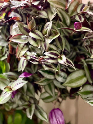 Transdencia Assorted 8 In Hanging Basket
