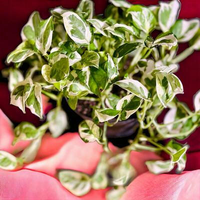Jade And Pearl Pothos