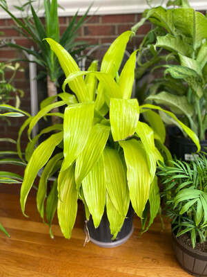 Dracaena Lemon Lime 3 Gallon