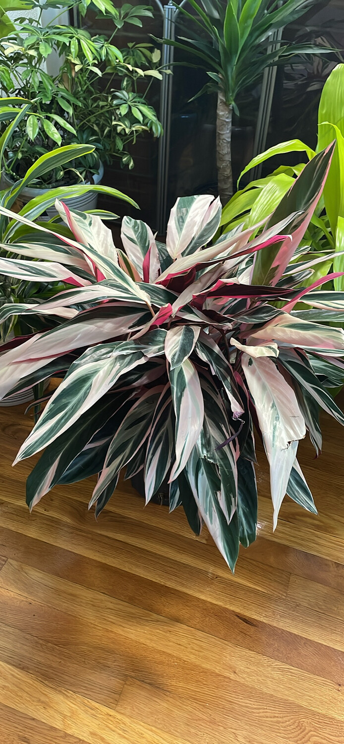 Stromanthe Tricolor 10In Pot