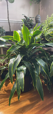 Dracaena Assorted 3 Gallon