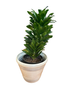 Dracaena Janet Craig Compacta 3 Gallon