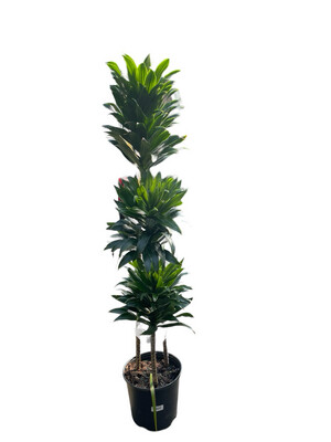 Dracaena Janet Craig Tree