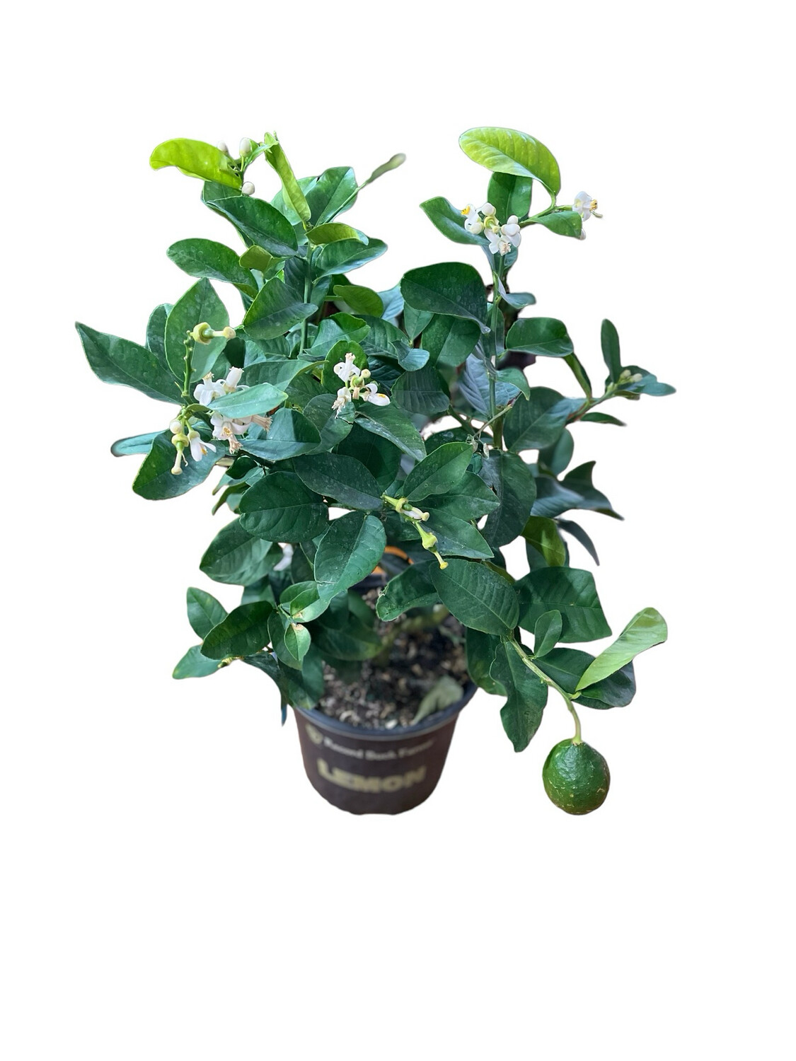 Citrus Lime 10in Pot