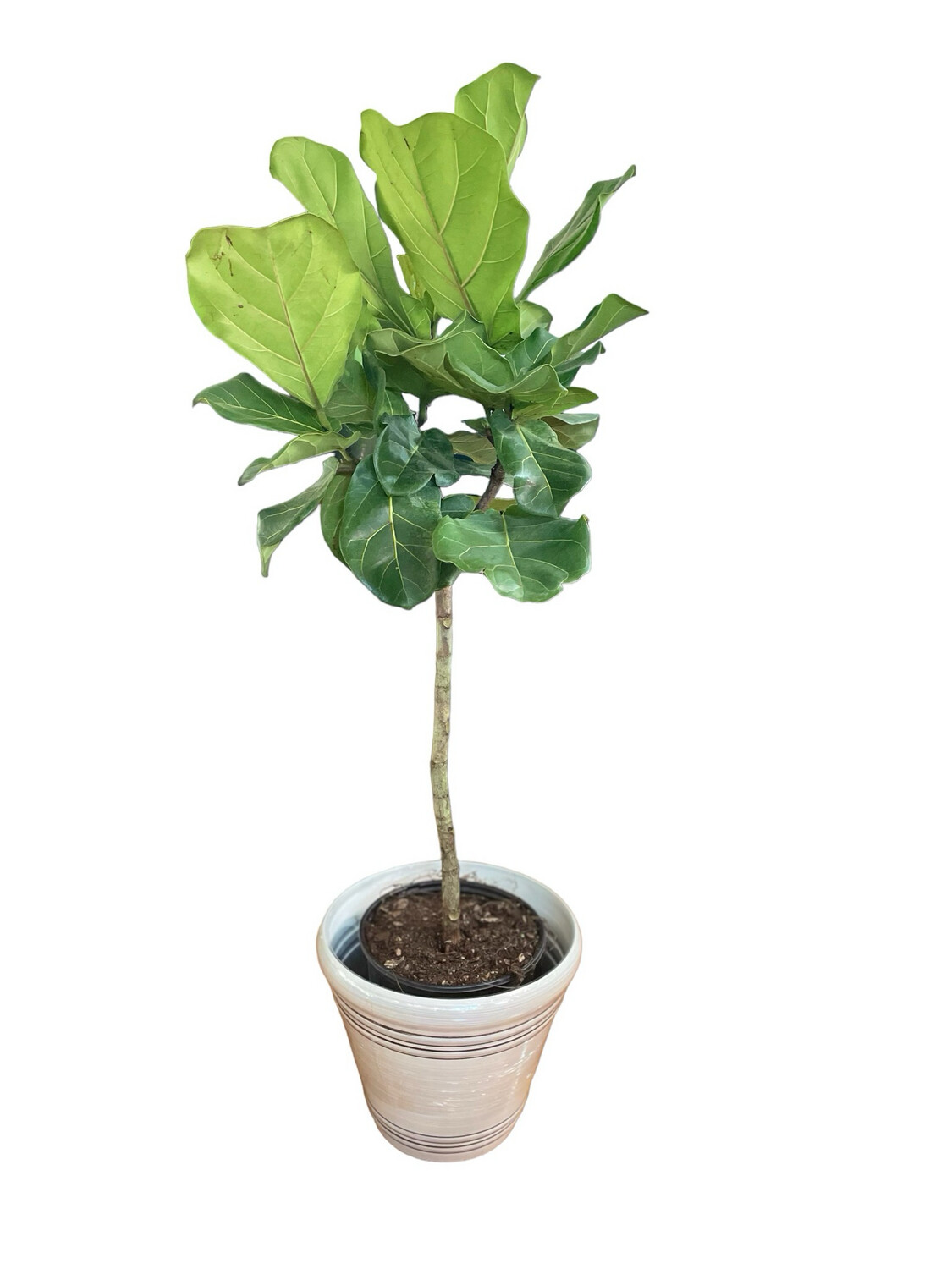 Ficus Lyrata Bush 10in Pot 4 Ft Tall