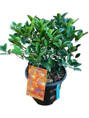 Citrus Orange 10in Pot