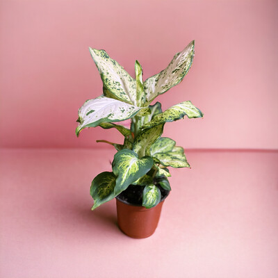 Dieffenbachia 6 In Pot