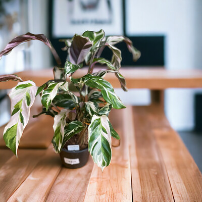 Calathea Stella 6 In Pot