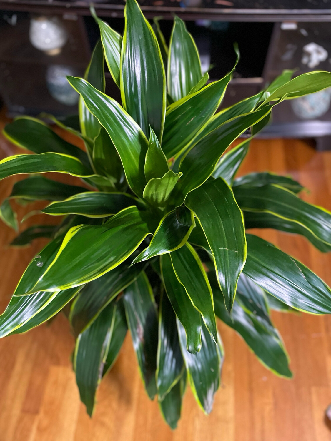 Dracaena Art 10 In Pot 3 Ft Tall